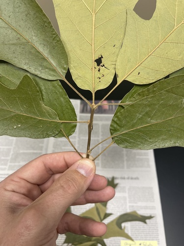 Quercus falcata (Southern Red Oak Tree) (alternate view 5)