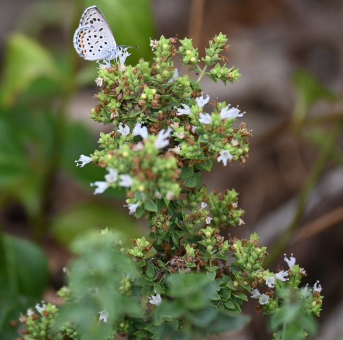 Origanum vulgare (Oregano) (alternate view 4)