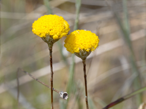 Leptorhynchos squamatus (Scaly-buttons)