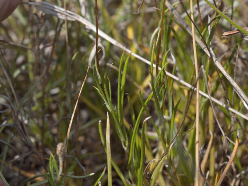 Leptorhynchos squamatus (Scaly-buttons) (alternate view 3)
