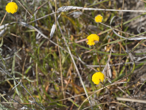 Leptorhynchos squamatus (Scaly-buttons) (alternate view 4)