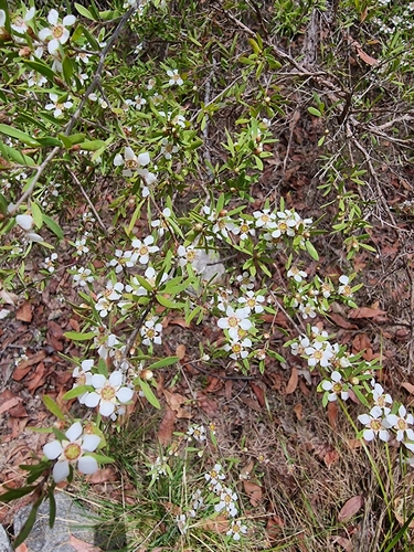 Gaudium trinervium (Paperbark Tea Tree)