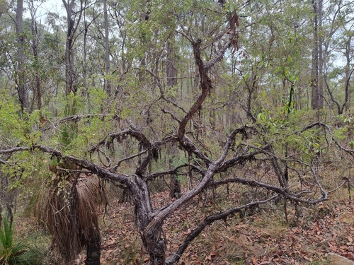 Gaudium trinervium (Paperbark Tea Tree) (alternate view 2)