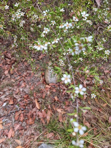 Gaudium trinervium (Paperbark Tea Tree) (alternate view 3)