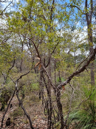 Gaudium trinervium (Paperbark Tea Tree) (alternate view 4)