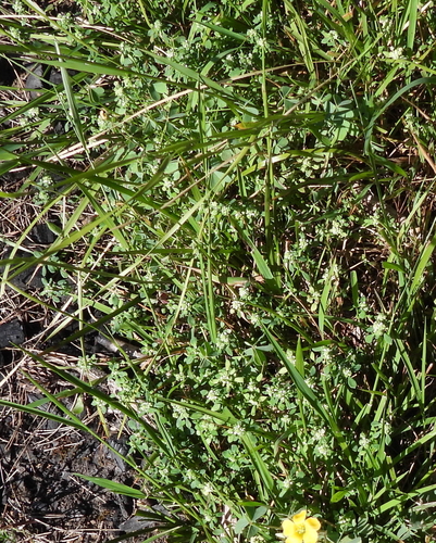 Poranthera microphylla (Small Poranthera) (alternate view 10)