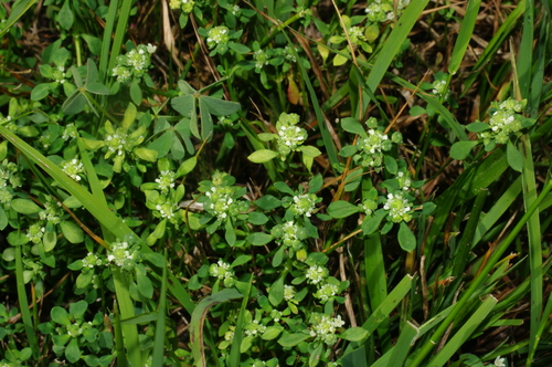 Poranthera microphylla (Small Poranthera) (alternate view 9)