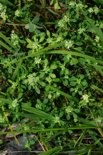 Poranthera microphylla (Small Poranthera) (alternate view 8)
