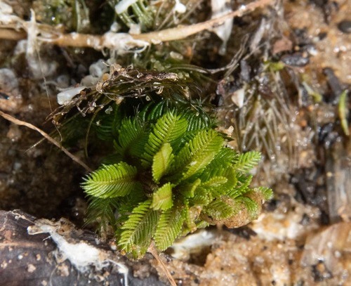 Myriophyllum spicatum (Eurasian watermilfoil) (alternate view 2)