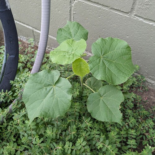Abutilon theophrasti (velvetleaf) (alternate view 3)