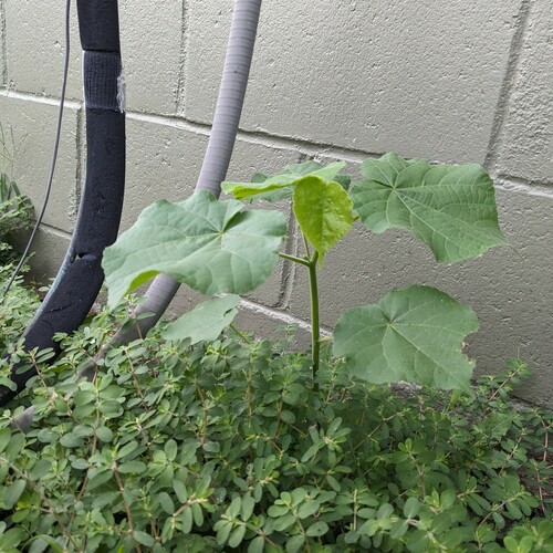 Abutilon theophrasti (velvetleaf) (alternate view 4)