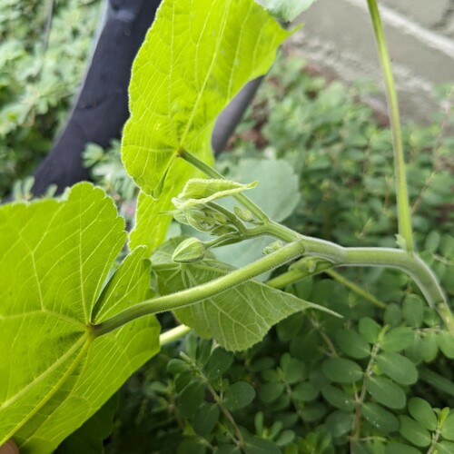 Abutilon theophrasti (velvetleaf) (alternate view 5)
