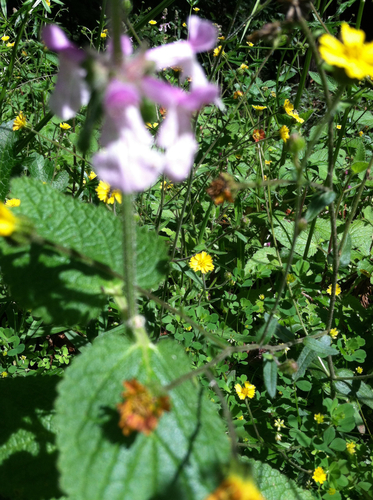 Stachys bullata (California Hedge Nettle) (alternate view 10)