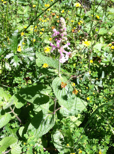 Stachys bullata (California Hedge Nettle) (alternate view 9)