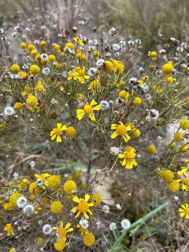 Helenium amarum (Bitterweed) (alternate view 9)