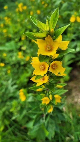 Lysimachia punctata (Dotted Loosestrife)