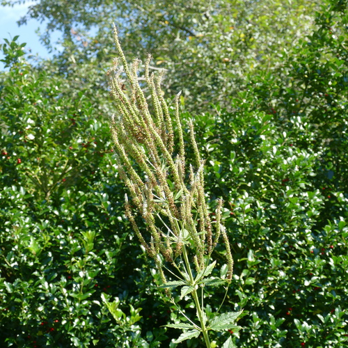 Veronicastrum virginicum (culver's root) (alternate view 3)