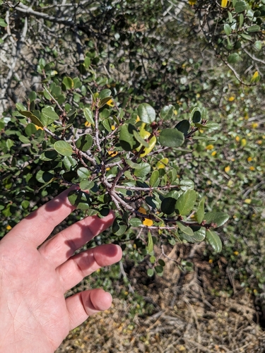 Rhamnus crocea (Redberry Buckthorn) (alternate view 6)