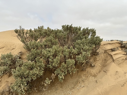 Atriplex cinerea (Grey Saltbush) (alternate view 4)