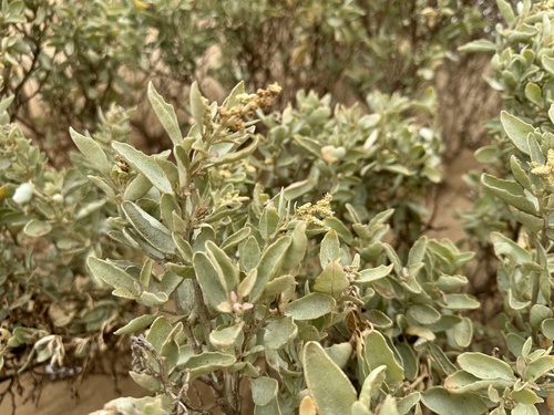 Atriplex cinerea (Grey Saltbush) (alternate view 5)