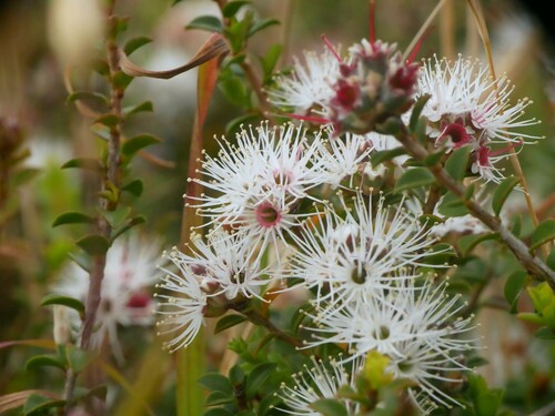 Kunzea pomifera (Muntries) (alternate view 6)