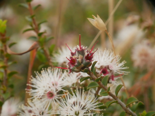Kunzea pomifera (Muntries) (alternate view 7)