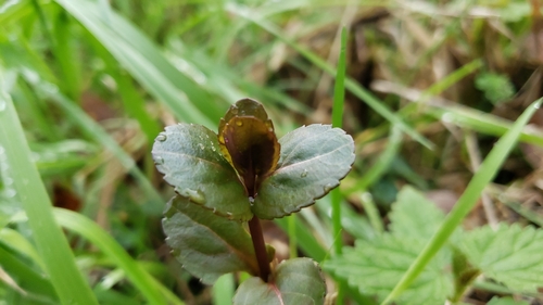 Veronica americana (American brooklime)