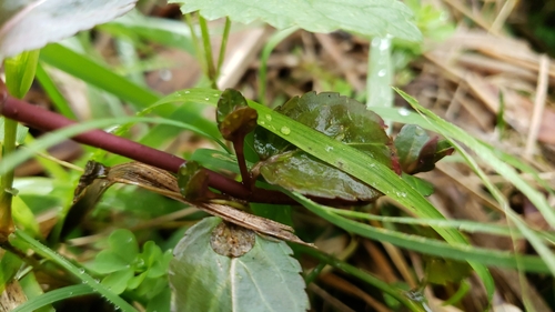 Veronica americana (American brooklime) (alternate view 3)