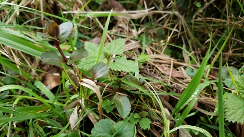 Veronica americana (American brooklime) (alternate view 4)