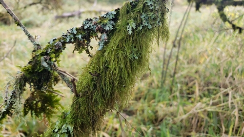 Pseudisothecium stoloniferum (Cat's Tail Moss) (alternate view 3)