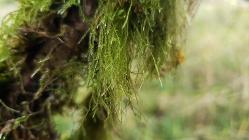 Pseudisothecium stoloniferum (Cat's Tail Moss) (alternate view 4)