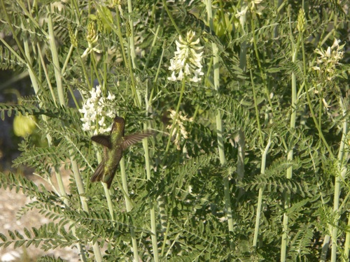 Astragalus trichopodus (Santa Barbara Milkvetch)