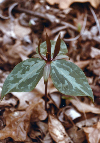 Trillium (trilliums) (alternate view 4)
