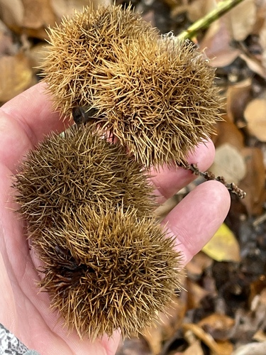 Castanea dentata (American chestnut) (alternate view 9)