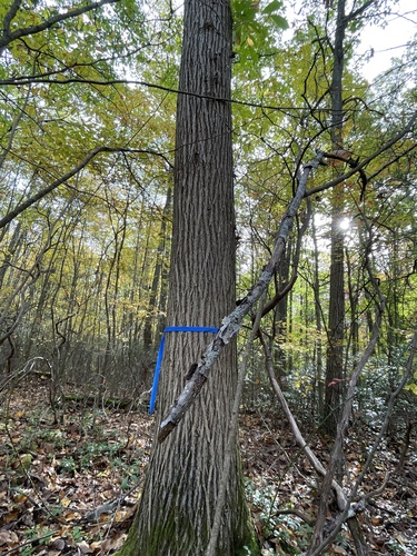 Castanea dentata (American chestnut) (alternate view 10)
