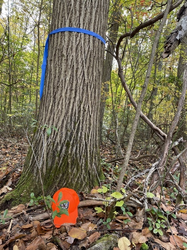 Castanea dentata (American chestnut) (alternate view 8)