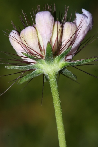 Scabiosa (Pincushion flowers) (alternate view 11)