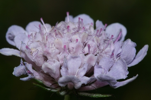 Scabiosa (Pincushion flowers) (alternate view 12)