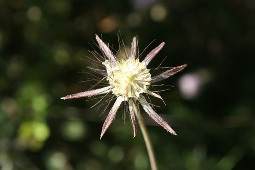 Scabiosa (Pincushion flowers) (alternate view 9)
