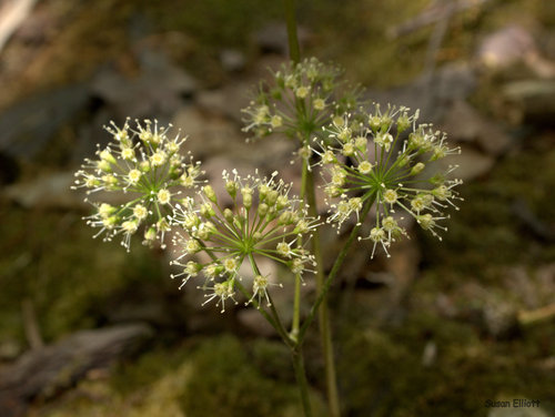 Aralia nudicaulis (wild sarsaparilla)