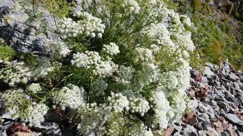 Ligusticum lucidum (alternate view 5)