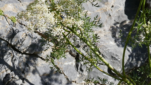 Ligusticum lucidum (alternate view 6)
