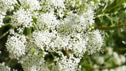 Ligusticum lucidum (alternate view 7)