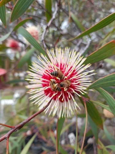 Hakea laurina (Pincushion hakea) (alternate view 4)