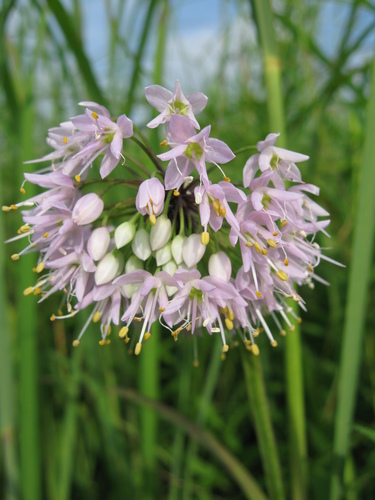 Allium cernuum (Nodding Onion) (alternate view 5)