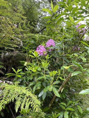 Rhododendron ponticum (Common Rhododendron)