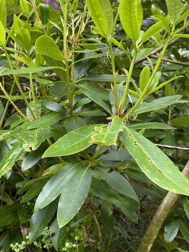 Rhododendron ponticum (Common Rhododendron) (alternate view 2)