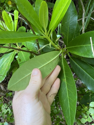 Rhododendron ponticum (Common Rhododendron) (alternate view 3)