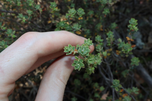 Brachyloma daphnoides (Daphne heath) (alternate view 4)