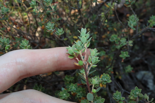 Brachyloma daphnoides (Daphne heath) (alternate view 5)